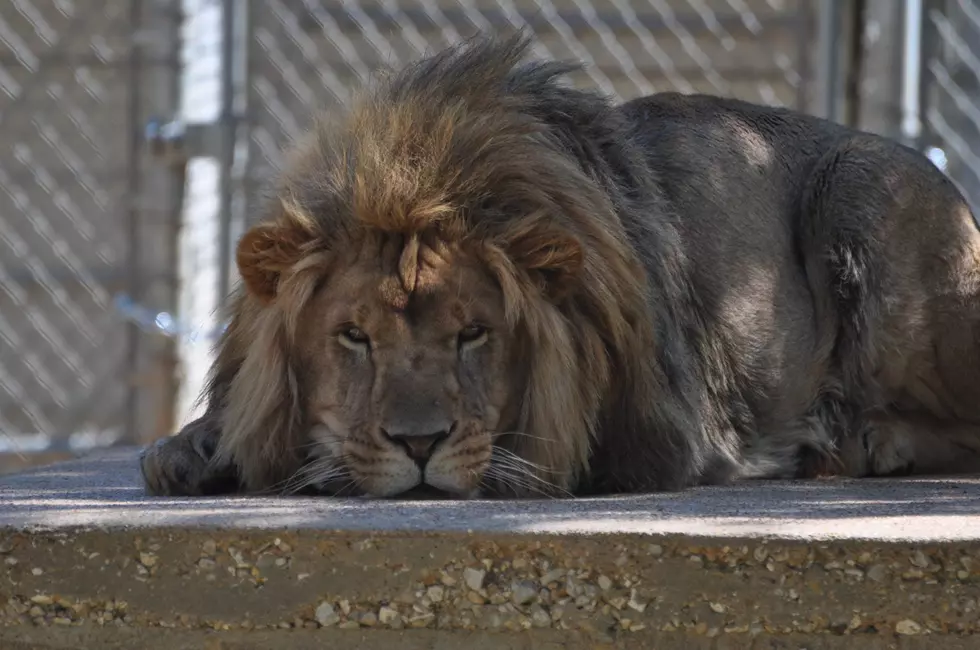 A Real Treat For Big Cat Lovers
